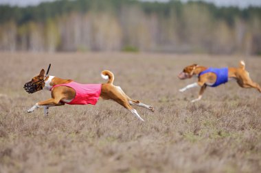 Akan, tutku ve hız. Köpekler alçaklık çalışan