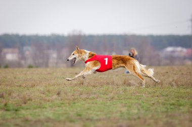 Akan, tutku ve hız. Rus Borzoi köpek