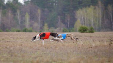 Akan, tutku ve hız. Çalışan iki köpek tazı