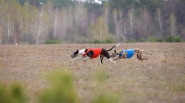 Akan, tutku ve hız. Çalışan iki köpek tazı