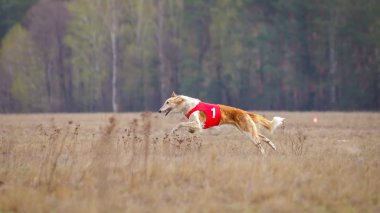 Akan, tutku ve hız. Rus Borzoi köpek
