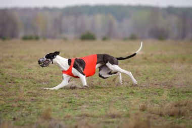 Akan, tutku ve hız. Çalışan tazı köpekleri