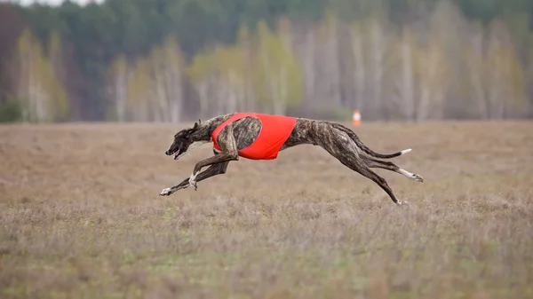 Cursando, pasión y velocidad. Galgo perro corriendo —  Fotos de Stock