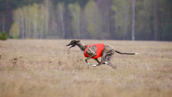 Passando, a paixão e a velocidade. Greyhound cachorro correndo — Fotografia de Stock