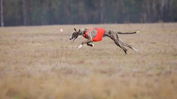 Passando, a paixão e a velocidade. Greyhound cachorro correndo — Fotografia de Stock