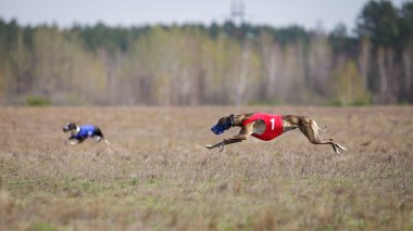 Çalışan tazı köpeği. Akan, tutku ve hız