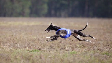 Çalışan tazı köpeği. Akan, tutku ve hız