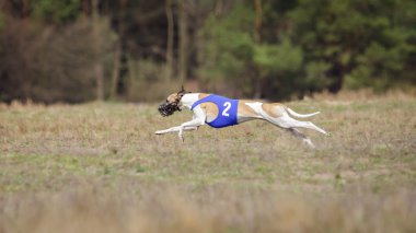 Çalışan tazı köpeği. Akan, tutku ve hız