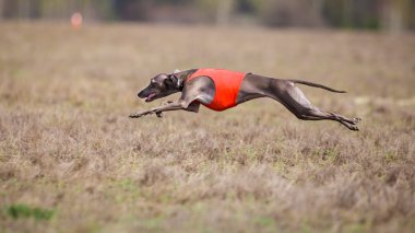 Akan, tutku ve hız. Piccolo levriero italiano
