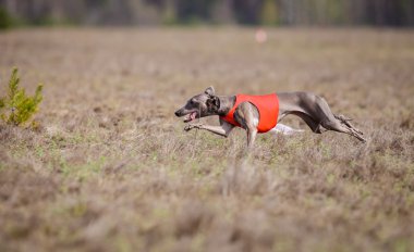 Akan, tutku ve hız. Piccolo levriero italiano