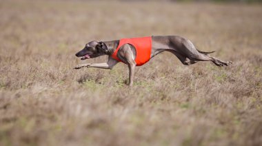 Akan, tutku ve hız. Piccolo levriero italiano