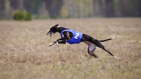 Çalışan tazı köpeği. Akan, tutku ve hız