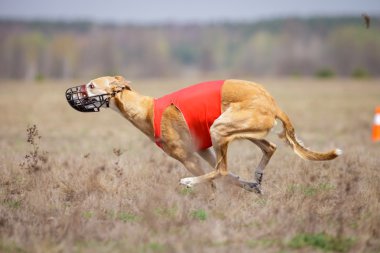 Hortaya borzaya köpekler çalışan. Akan, tutku ve hız