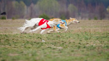 Akan, tutku ve hız. Russkaya psovaya borzaya 