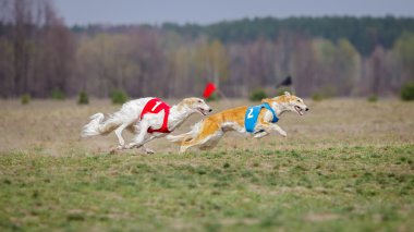 Akan, tutku ve hız. Russkaya psovaya borzaya 