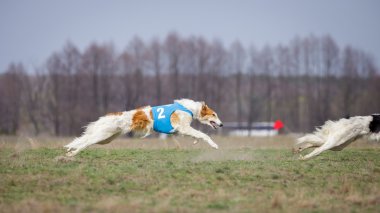 Akan, tutku ve hız. Russkaya psovaya borzaya 