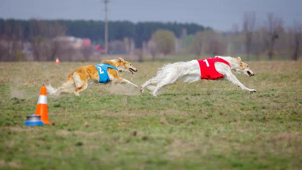 Akan, tutku ve hız. Russkaya psovaya borzaya 