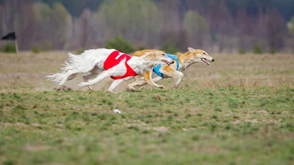 Akan, tutku ve hız. Russkaya psovaya borzaya 