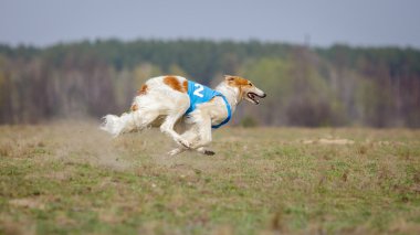 Akan, tutku ve hız. Russkaya psovaya borzaya 