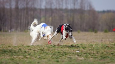 Akan, tutku ve hız. Russkaya psovaya borzaya 
