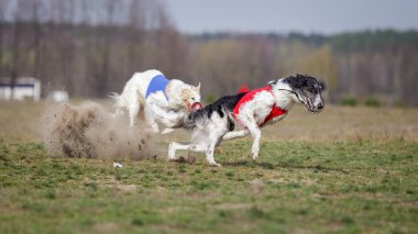 Akan, tutku ve hız. Russkaya psovaya borzaya 