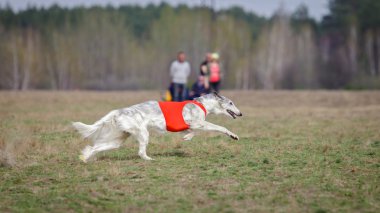 Akan, tutku ve hız. Russkaya psovaya borzaya 