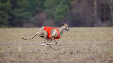 Akan, tutku ve hız. Çalışan köpek tazı