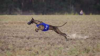 Akan, tutku ve hız. Tazı köpeği çalıştıran. 