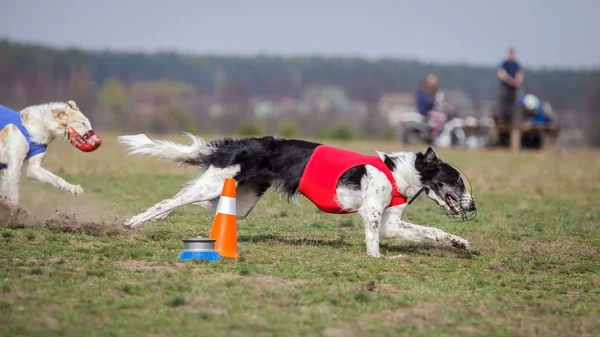 Akan, tutku ve hız. Russkaya psovaya borzaya 
