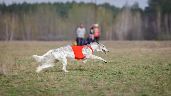 Akan, tutku ve hız. Russkaya psovaya borzaya 