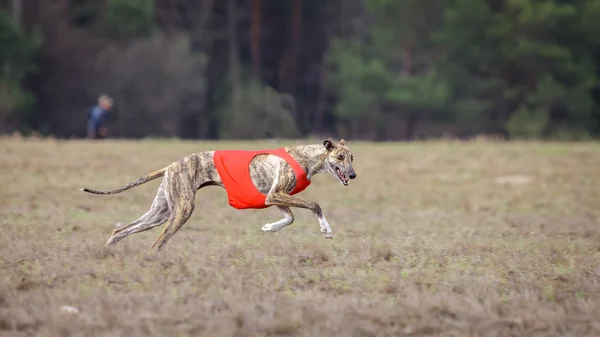 Cursando, pasión y velocidad. Galgo perro corriendo —  Fotos de Stock