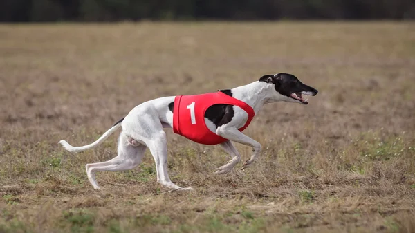 Cursando, pasión y velocidad. Perro Whippet corriendo. —  Fotos de Stock