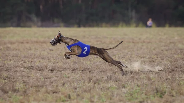 Akan, tutku ve hız. Tazı köpeği çalıştıran. 