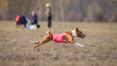 Akan, tutku ve hız. Alçaklık köpekler