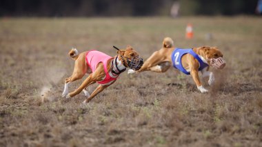 Akan, tutku ve hız. Alçaklık köpekler