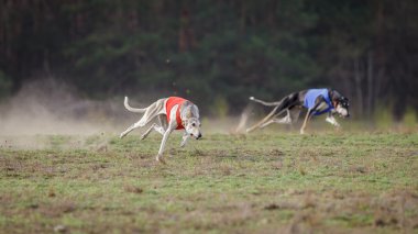 Akan, tutku ve hız. Çalışan Hortaya borzaya köpekler