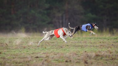 Akan, tutku ve hız. Çalışan Hortaya borzaya köpekler