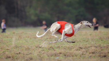 Akan, tutku ve hız. Çalışan Hortaya borzaya köpekler