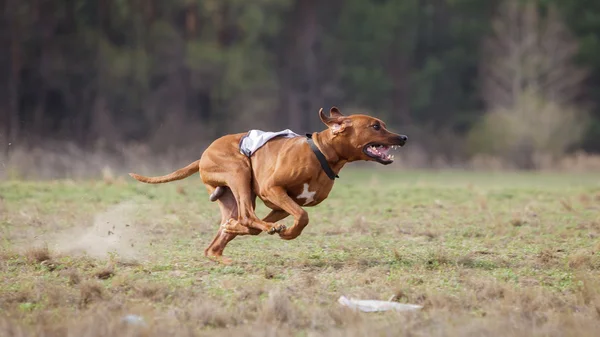 Coursing, passion and speed. Rhodesian Ridgebacks dog run — Stock Photo, Image