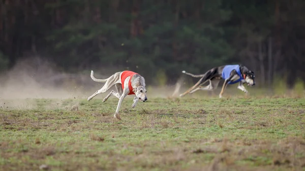Cursando, pasión y velocidad. Hortaya borzaya perros corriendo —  Fotos de Stock
