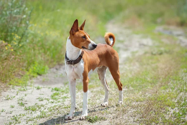 Alçaklık köpek parkta yürüyen — Stok fotoğraf