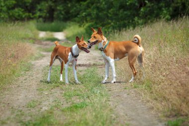 Alçaklık köpek parkta yürüyen