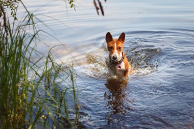 Alçaklık köpek parkta yürüyen