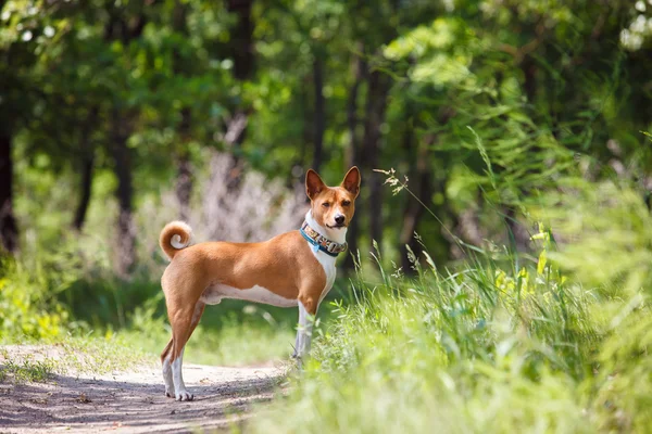 Basenji dog walking in the park — Stock Photo, Image