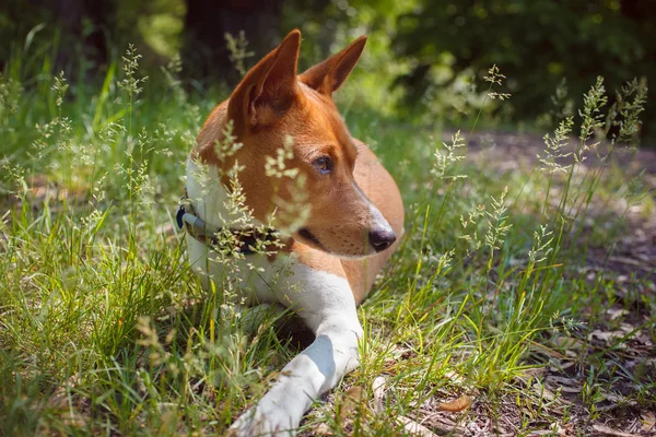 Basenji Dog in the shade of trees — Stock Photo, Image