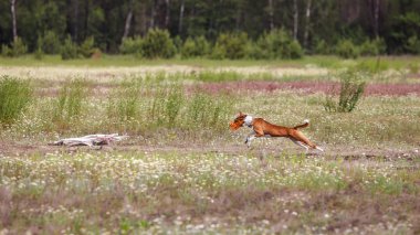 Akan. Alçaklık köpek alanında çalışan
