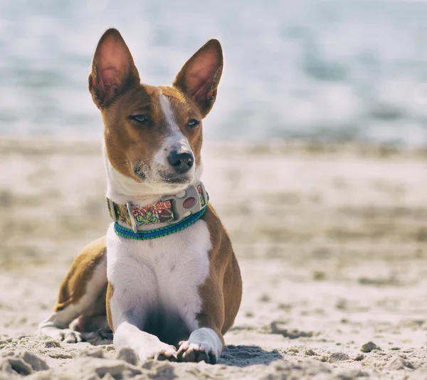 Basenji dog on the seashore. Sunny day. Sand beach — Stock Photo, Image