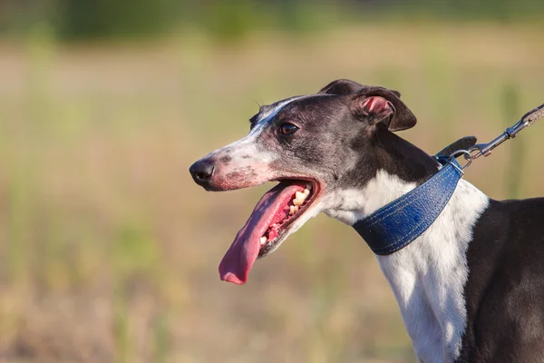 Cursando. Retrato de un perro whippet —  Fotos de Stock