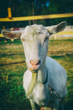 Keçi, yakın çekim portre. Avlu