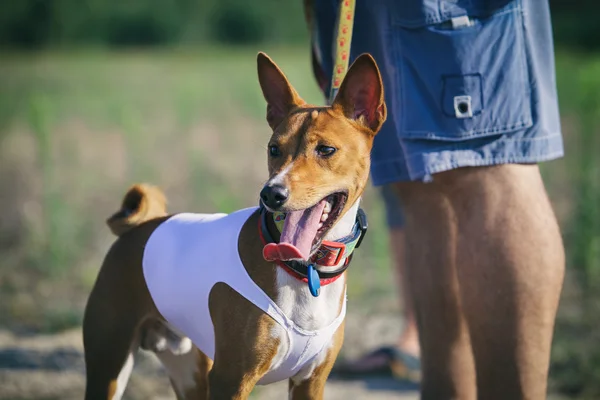 Basenji dog portrait outdoors. Training coursing — Stock Photo, Image